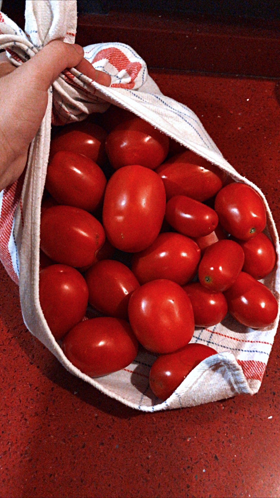 AGOTADO, SE PUEDE RESERVAR Tomate pera para conserva