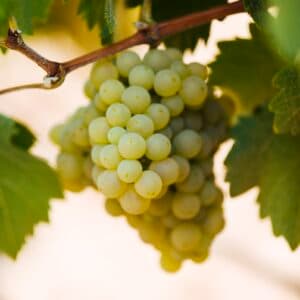 AGOTADO, SE PUEDE RESERVAR Uva viura blanca, ecológica, DOC Rioja