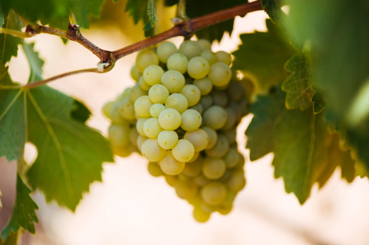 AGOTADO, SE PUEDE RESERVAR Uva viura blanca, ecológica, DOC Rioja