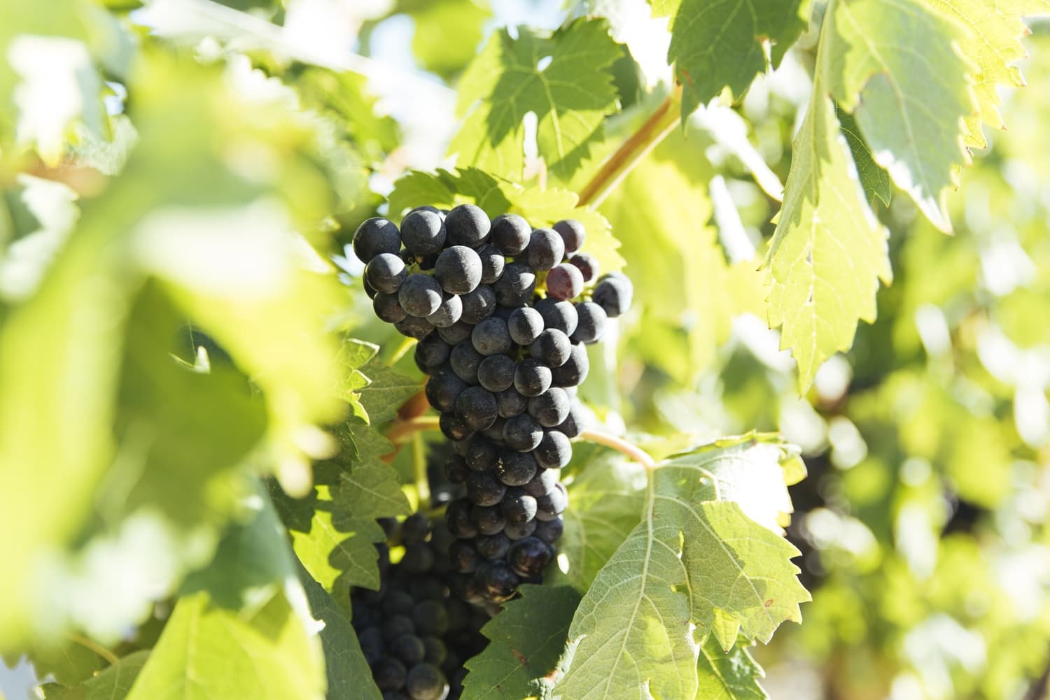AGOTADO, SE PUEDE RESERVAR Uva tempranillo tinto, ecológica, DOC Rioja